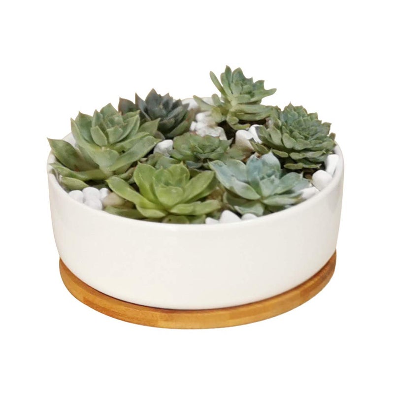 LANKER 6.3 Inch Round White Ceramic Succulent Planter Pot Decorative Cactus Plant Pot Flower Container with Bamboo Tray (Round 6.3Inch) - Image 1
